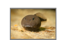 Tadpoles in Horka