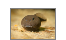 Kaulquappen in Horka