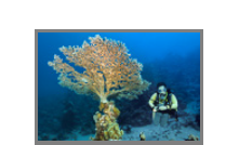 Red Sea 2018