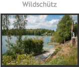 Wildschtz