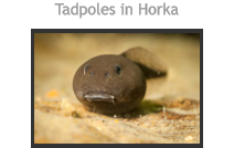 Tadpoles in Horka