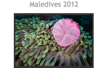 Maledives 2012