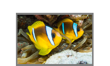 North tour Red Sea 2009